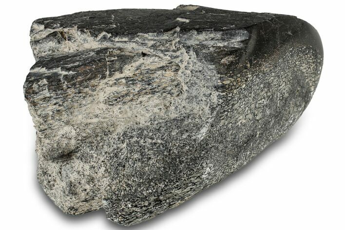 Polished Fossil Dinosaur Bone (Gembone) Section - Wyoming #309392